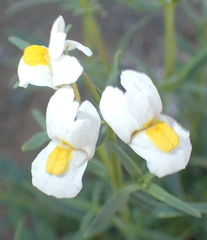 Nemesia fruticans