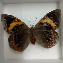 Brassolis sophorae