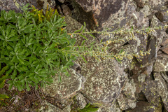 Artemisia lagocephala