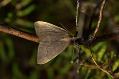 Xanthorhoe occulta
