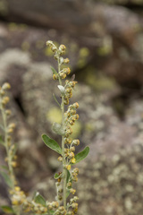 Artemisia lagocephala