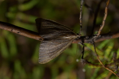 Xanthorhoe occulta