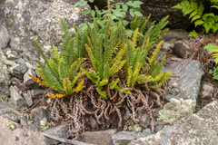 Dryopteris fragrans