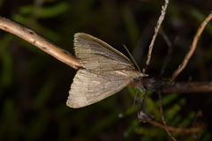 Xanthorhoe occulta
