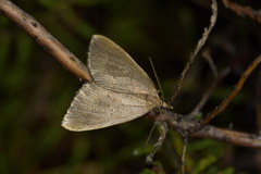 Xanthorhoe occulta