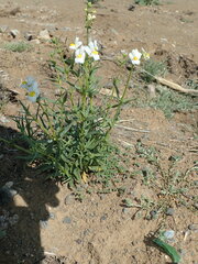 Nemesia fruticans
