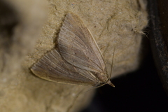 Xanthorhoe occulta