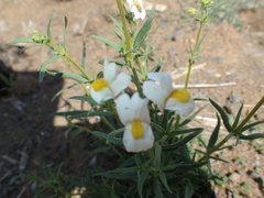 Nemesia fruticans