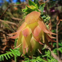 Liparia splendens splendens