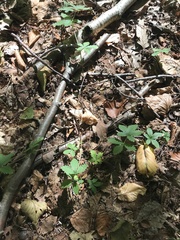 Potentilla canadensis