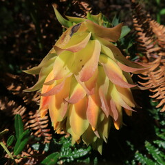 Liparia splendens splendens