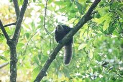 Pithecia chrysocephala