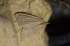 Xanthorhoe occulta
