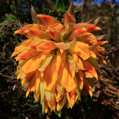 Liparia splendens splendens