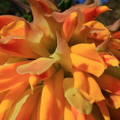 Liparia splendens splendens