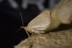 Xanthorhoe occulta