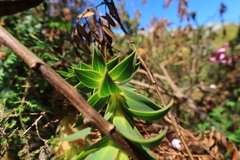 Liparia splendens splendens