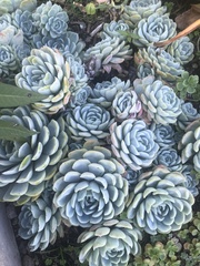 Echeveria elegans