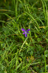 Viola altaica