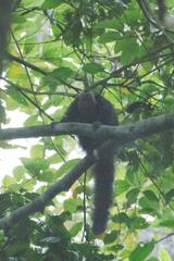 Pithecia chrysocephala