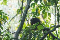 Pithecia chrysocephala