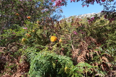 Liparia splendens splendens