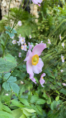 Eriocapitella hupehensis