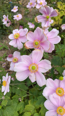 Eriocapitella hupehensis