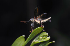 Rhinotia lineata