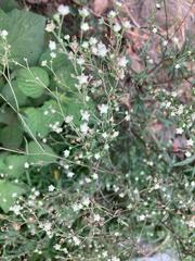 Parthenium hysterophorus