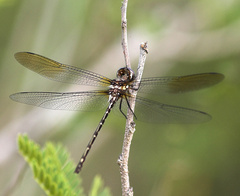 Macrothemis celeno