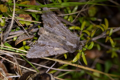 Ichneutica ustistriga