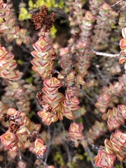 Crassula rupestris