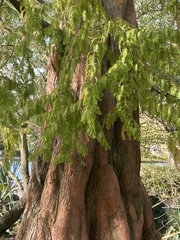 Metasequoia