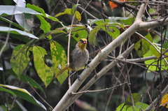 Pycnonotus finlaysoni