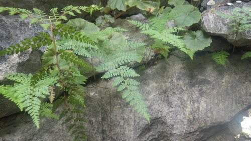 Rumohra lokohensis