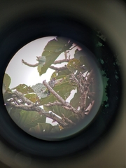 Chrysococcyx xanthorhynchus xanthorhynchus