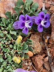 Aptosimum procumbens