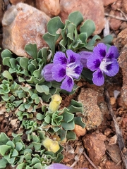 Aptosimum procumbens