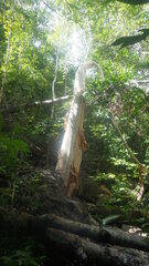 Cyphostemma macrocarpa