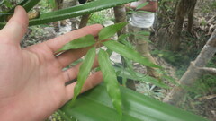 Dioscorea bemarivensis