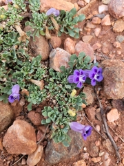 Aptosimum procumbens