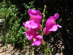 Antirrhinum majus
