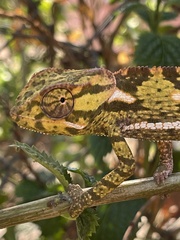Chamaeleo dilepis