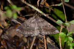 Cleora scriptaria