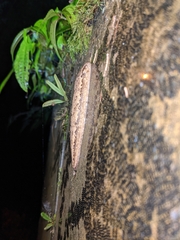Philomycidae