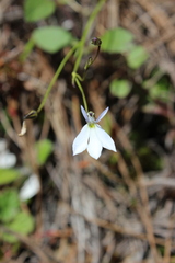 Diastatea