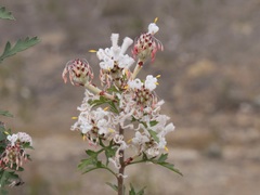 Petrophile diversifolia