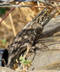 Agama aculeata