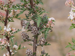 Petrophile diversifolia